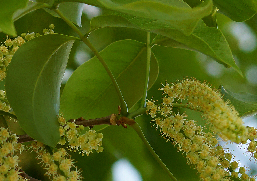 لیموترش اسپانیایی